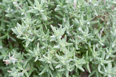 Kekme bitkiler bahçede büyür