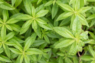 Limon Verbena-Aloysia triphylla, Lippia citirodora, Aloysia citriodora, Aloysia citrodora