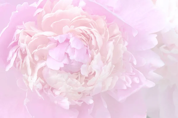 Primer Plano Una Flor Peonía Tono Rosa — Foto de Stock