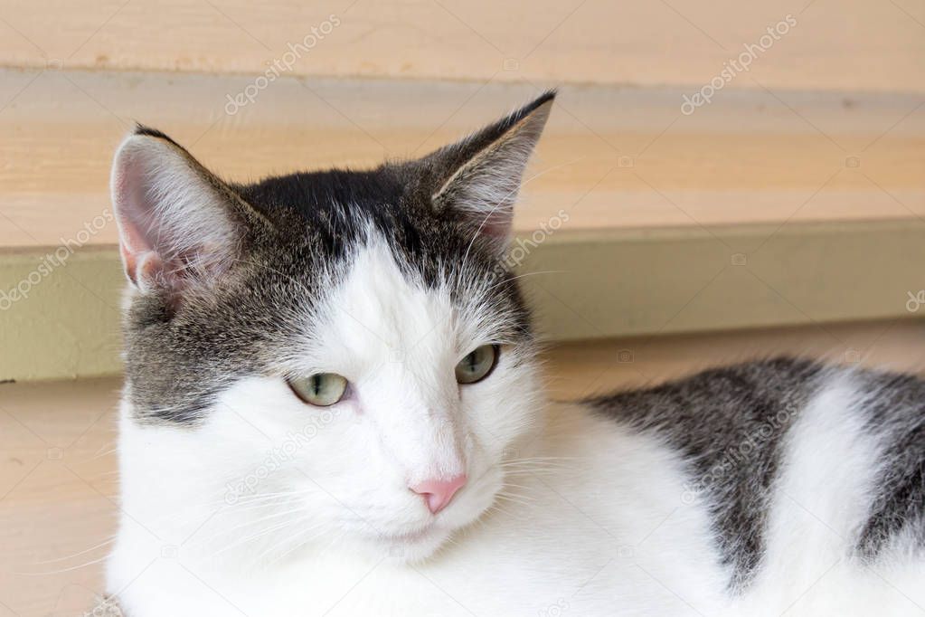 White and gray domestic cat