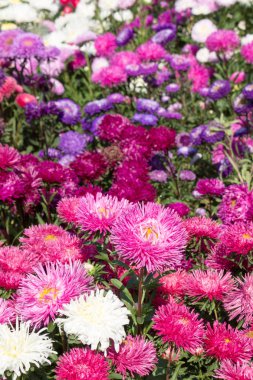 Çok renkli asterlerin arka planı, bir yatak, bir peyzaj tasarımı.