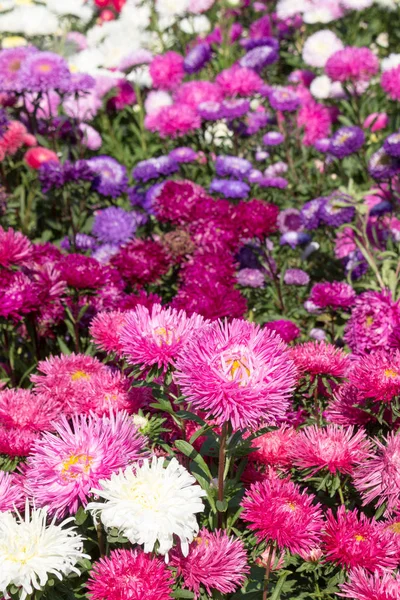 Çok renkli asterlerin arka planı, bir yatak, bir peyzaj tasarımı.