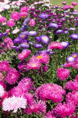 Çok renkli asterlerin arka planı, bir yatak, bir peyzaj tasarımı.