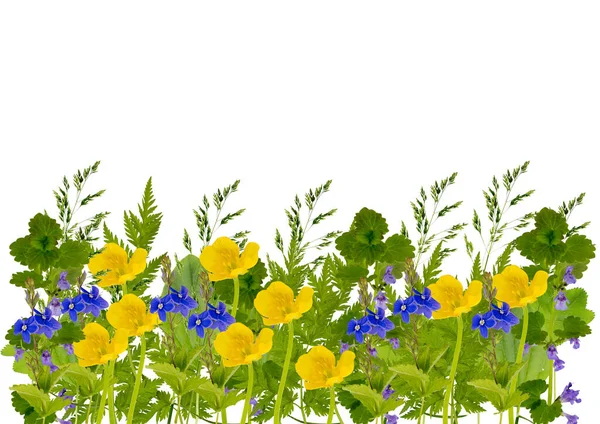 Kolaj Çerçeve Yaz Çayırı Çiçekleri Otlarla Şekillenmek Yaz Özel Teklif — Stok fotoğraf