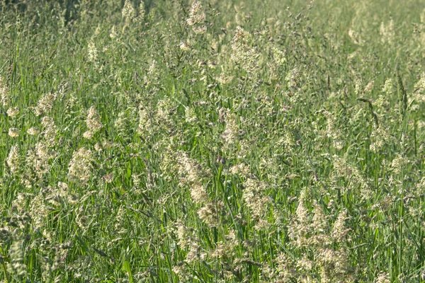 绿草背景 郁郁葱葱 结实的绿色谷物 动物饲料基地 Allergen — 图库照片