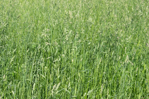 Fondo Hierba Verde Exuberantes Jugosos Cereales Verdes Fuertes Base Alimentación —  Fotos de Stock