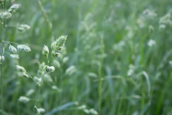 绿草背景 郁郁葱葱 结实的绿色谷物 动物饲料基地 Allergen — 图库照片