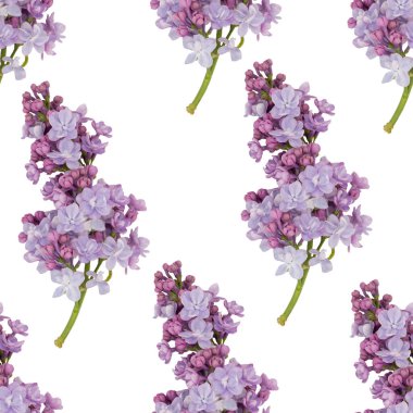 leylak çiçekleri pürüzsüz desen  