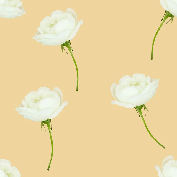 天衣无缝的白狗花图案 花卉背景 — 图库照片