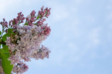  Çiçekli leylak çalıları yakın plan. Bahar güneşli gün.