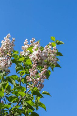  Çiçekli leylak çalıları yakın plan. Bahar güneşli gün.