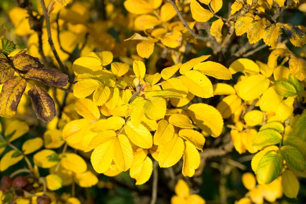 Feuilles Jaunes Hanches Roses Fond Automne — Photo