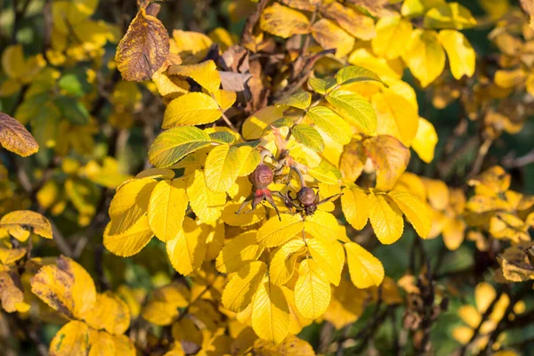 Желтые Листья Шиповника Осенний Фон — стоковое фото