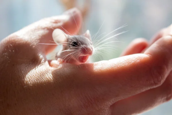 Mouse needle mouse on the hand close up