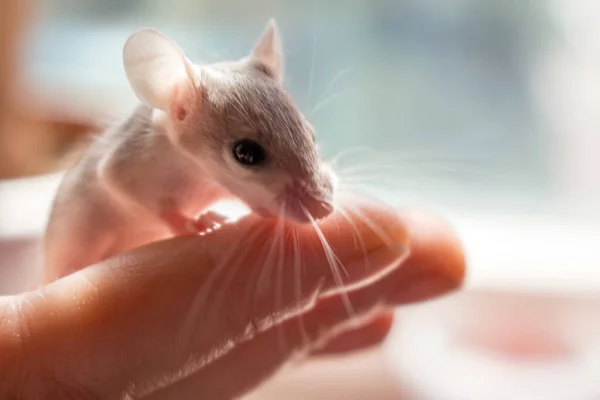 Mysz Igłą Myszy Myszy Ręce Zbliżyć — Zdjęcie stockowe