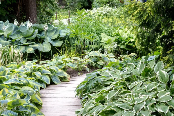 Hosts Wooden Walking Path Park Landscape Design Composition — Stock Photo, Image