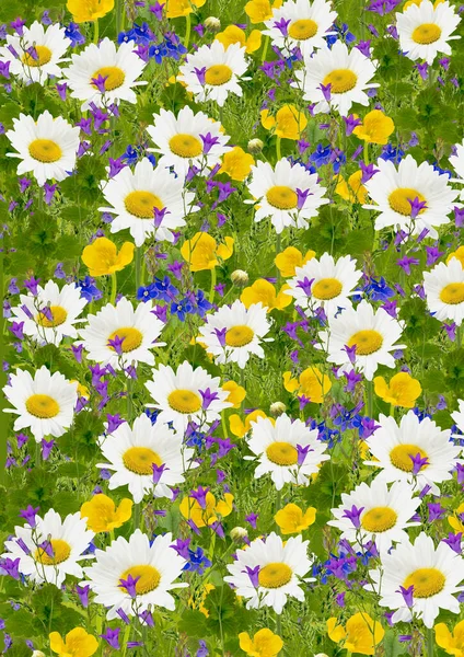 Colagem Armação Forma Com Flores Prado Verão Ervas Verão Tema — Fotografia de Stock
