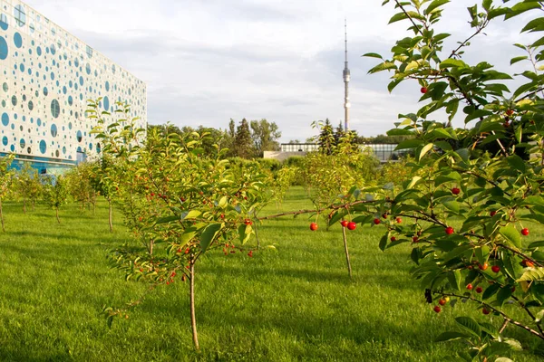 Cerejas Vermelhas Maduras Jardim Close Rússia Moscovo Parque Vdnkh Jardim — Fotografia de Stock