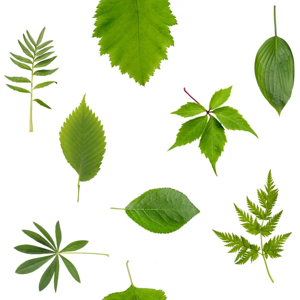 Απρόσκοπτη Πράσινα Φύλλα Μοτίβο Θερινό Φόντο — Φωτογραφία Αρχείου