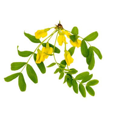 Akasya şubesi beyaz arkaplanda izole edildi