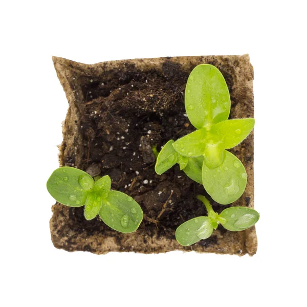 Seedlings Sprouts Peat Pot Isolated White Preparation Plants Planting Open — Stock Photo, Image