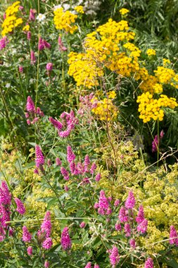 Renkli yaz çiçekleri arka plan, Orta Avrupa 'nın karışık çimen çayırları