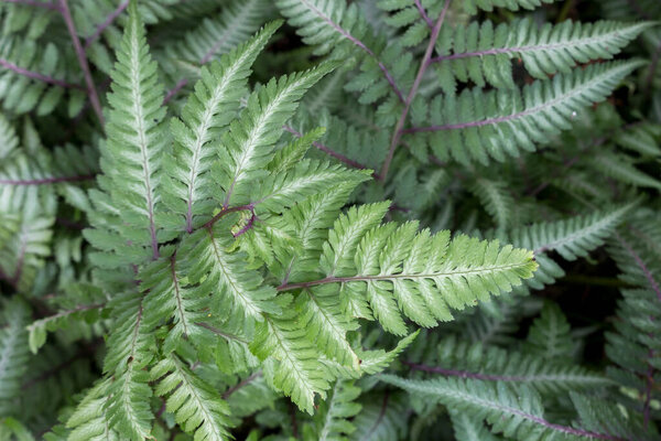 Background of green fern leaves. Summer green background of  lush foliage