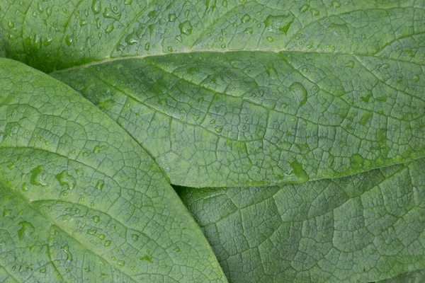 Fondo Hojas Verdes Fondo Verde Verano Follaje Exuberante — Foto de Stock