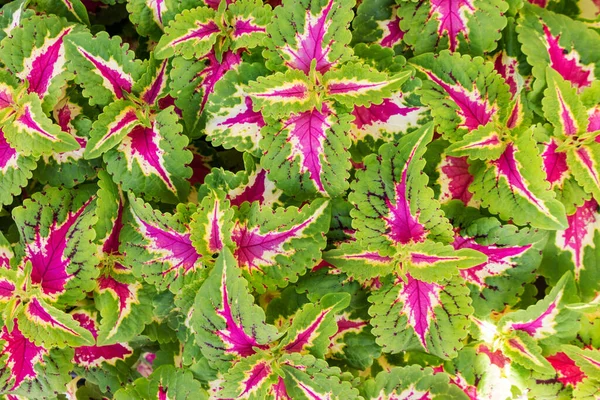 Coleus Green Background Close — Stock Photo, Image