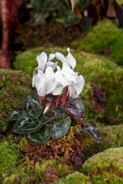 Kasırga çiçekleri ve yosunlar kapalı bir bahçede. Manzara, bahçe çiçek düzenlemesi.