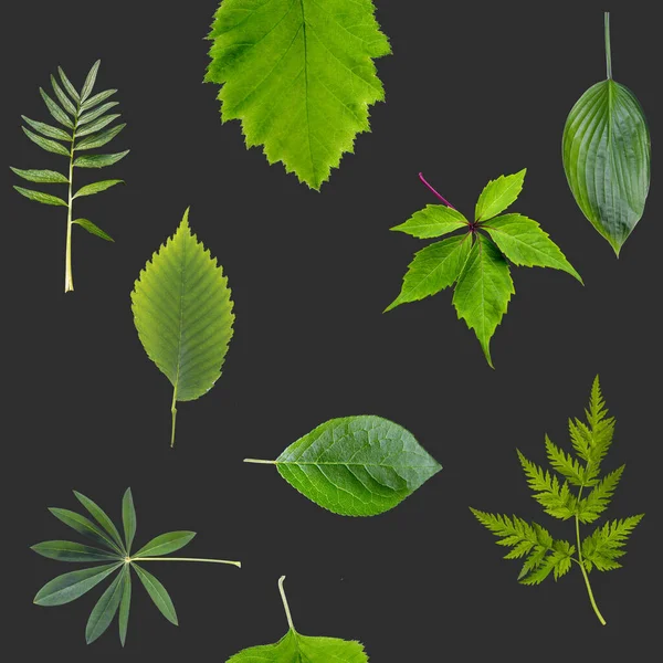 Бесшовные Зеленые Листья Рисунок Черном Фоне — стоковое фото