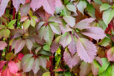 Beş yapraklı bakire üzümü (Parthenocissus quinquefolia), arka plan