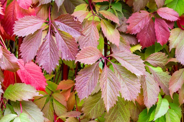 Maiden Five Leaf Grape Parthenocissus Quinquefolia Background — Stock Photo, Image