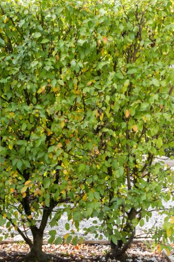 Elma ağaçları çiti, peyzaj tasarımı. sonbahar görünümü.