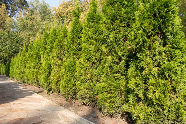 Thuja Western Smaragd 'dan canlı çit, manzara tasarımı, parkta labirent.