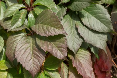 Beş yapraklı bakire üzümü (Parthenocissus quinquefolia), arka plan