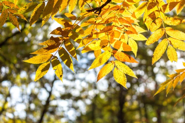 Une Brindille Aux Feuilles Rowan Jaune Rouge Automne — Photo