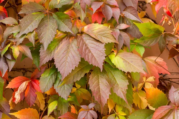 Maiden Five Leaf Grape Parthenocissus Quinquefolia Background — Stock Photo, Image