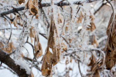 Kristalize edilmiş peri ağacı. Doğanın Kış Harikası Buz kristalleri. 