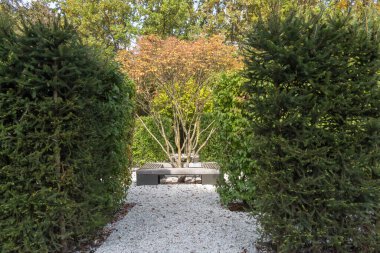 Macar leylağı, sonbahar manzaralı. Mavi gökyüzüne karşı sonbahar ağacı. Sonbahar arkaplanı. Peyzaj bileşimi.