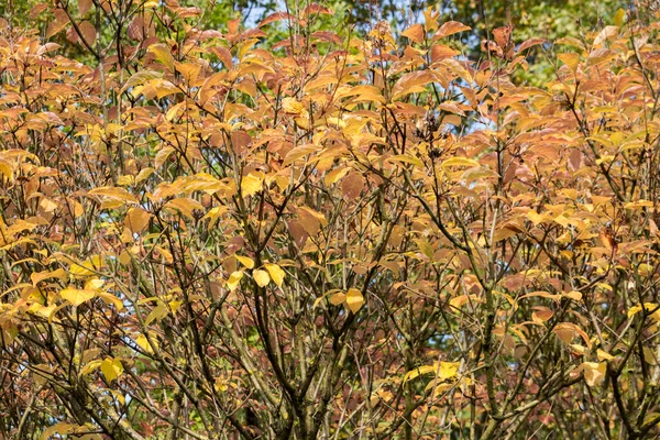 Lilas Hongrois Vue Automne Arbre Automne Contre Ciel Bleu Fond — Photo