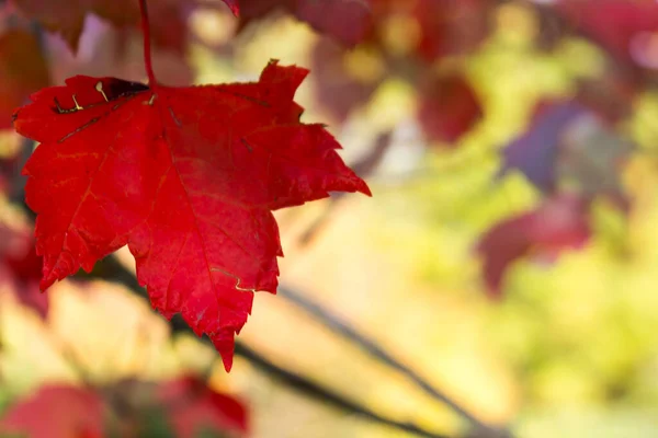Red Maple Acer Rubrum Autumn View — Stock Photo, Image