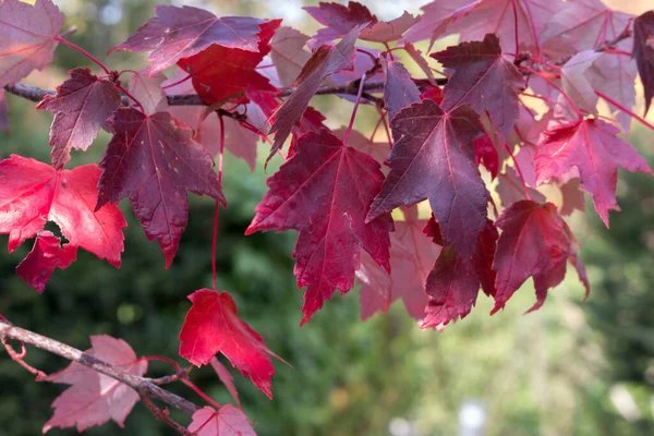 Red Maple Acer Rubrum Autumn View Leaves Close Autumn Background — Stock Photo, Image