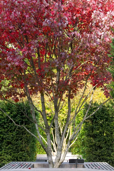 Kırmızı Akçaağaç Acer Rubrum Sonbahar Manzaralı Yakından Çekiliyor Sonbahar Arkaplanı — Stok fotoğraf