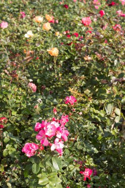 Çiçek açan güllerle dolu bir çiçek tarlası. Manzara tasarımı elementi.