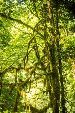 Porsuk ve boxwood, dallardaki yosunlardan oluşan kutsal bir orman. Vahşiliğin güzelliği