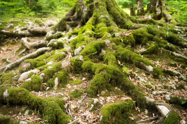Kocaman bir ağacın büyük dokulu muhteşem kökleri.