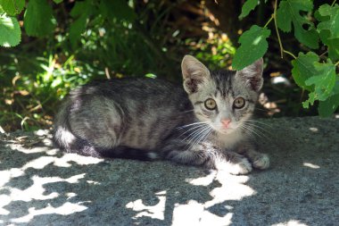 Gölgelerde çömelmiş küçük gri bir kedi yavrusu