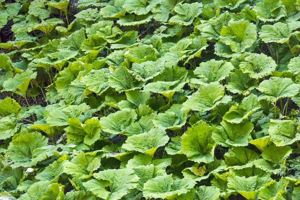 Nagy Levelű Bojtorján Erdőben — Stock Fotó