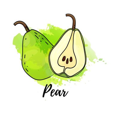 Armut meyvesinin çizimi. Vektör suluboya arka plan. Kokteyller için grafikler, taze meyve suyu tasarımı. Doğal organik gıda etiketi.